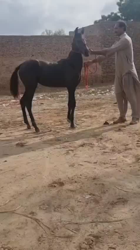 @Only Horse Video 🐴🐴