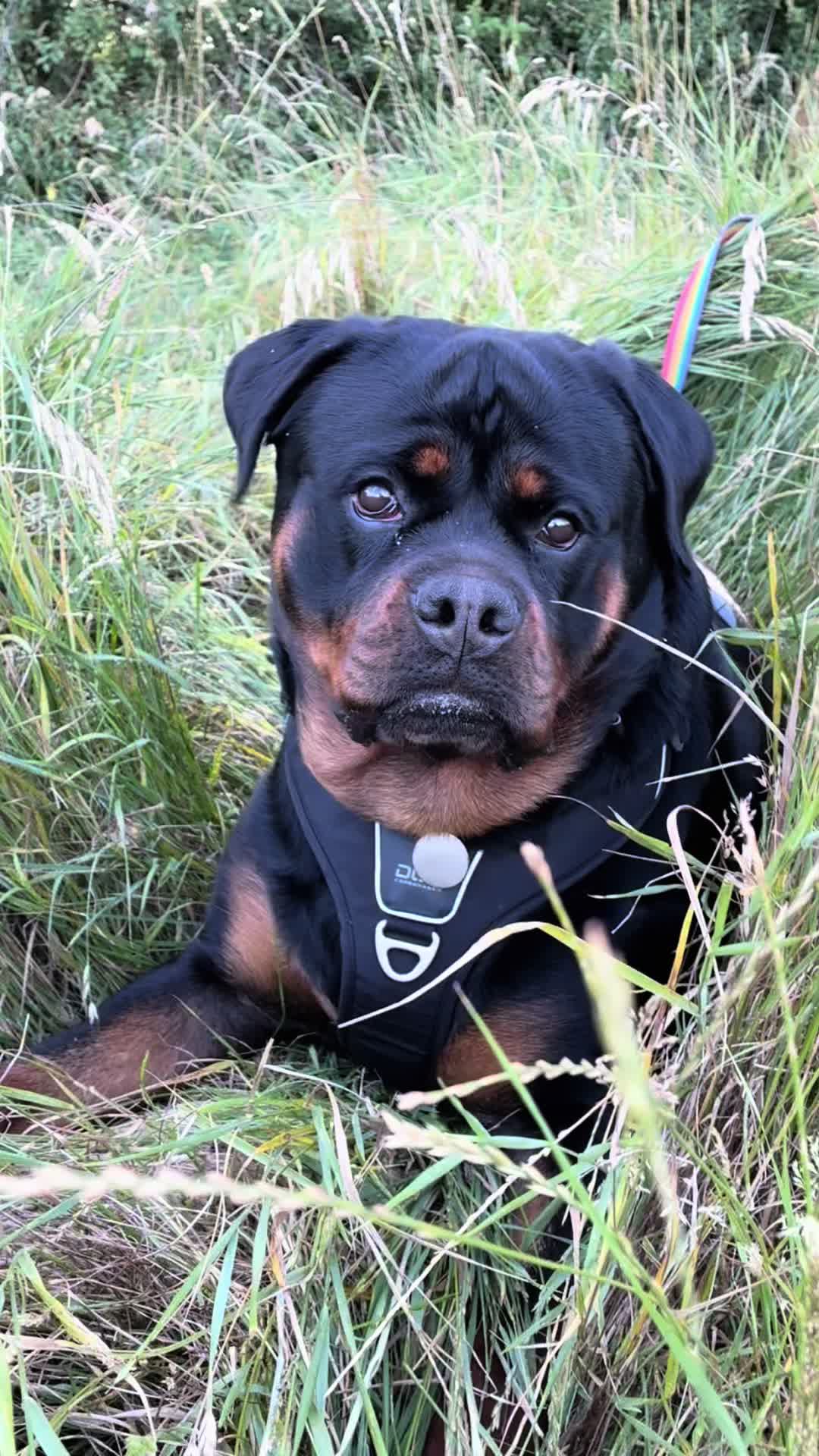 @❤️Rottiexena❤️Rottweiler Dog