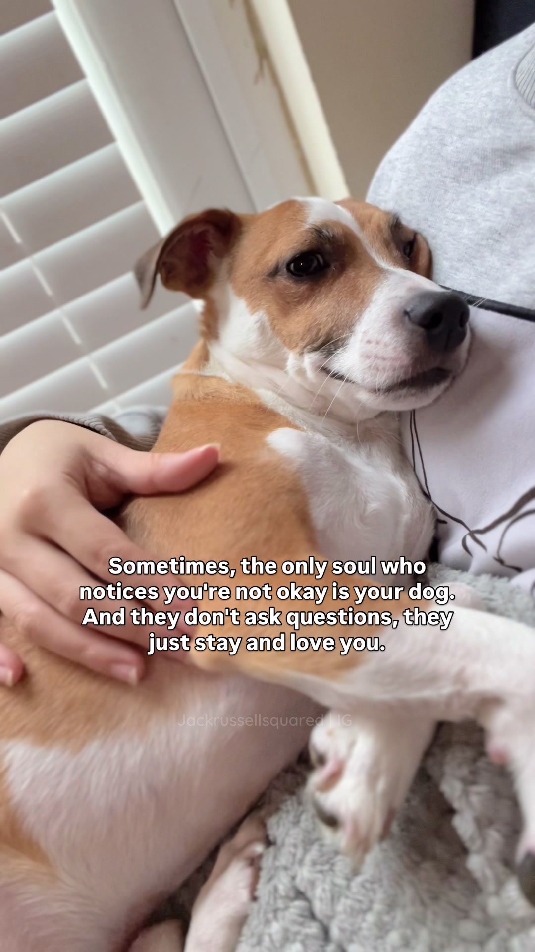 @jackrussellsquared