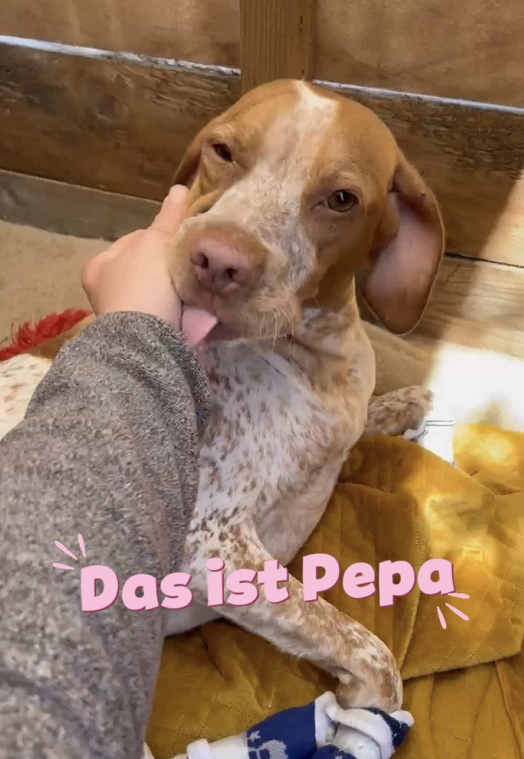 @arcadogsandayleen