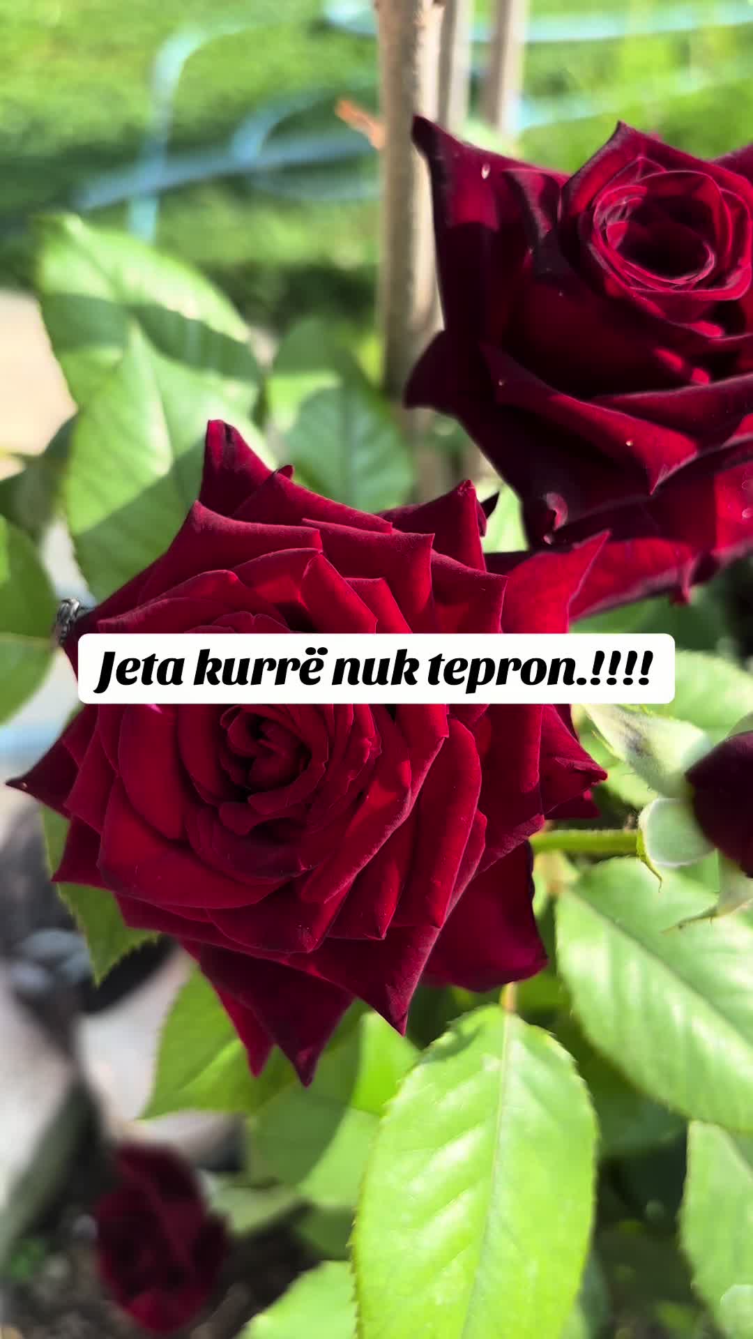 @🦋💎🇦🇱MIDE💎🦋🇦🇱