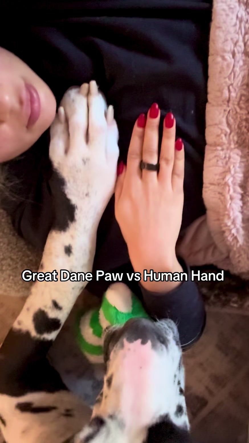 @Huckleberry 🐾