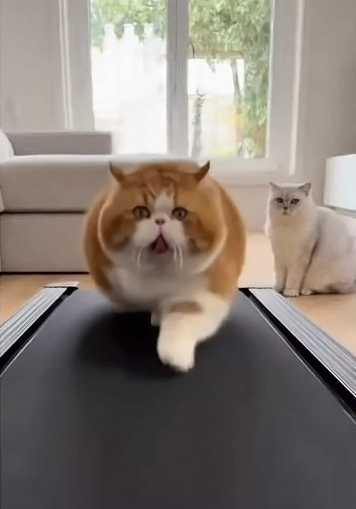 @猫咪历险记