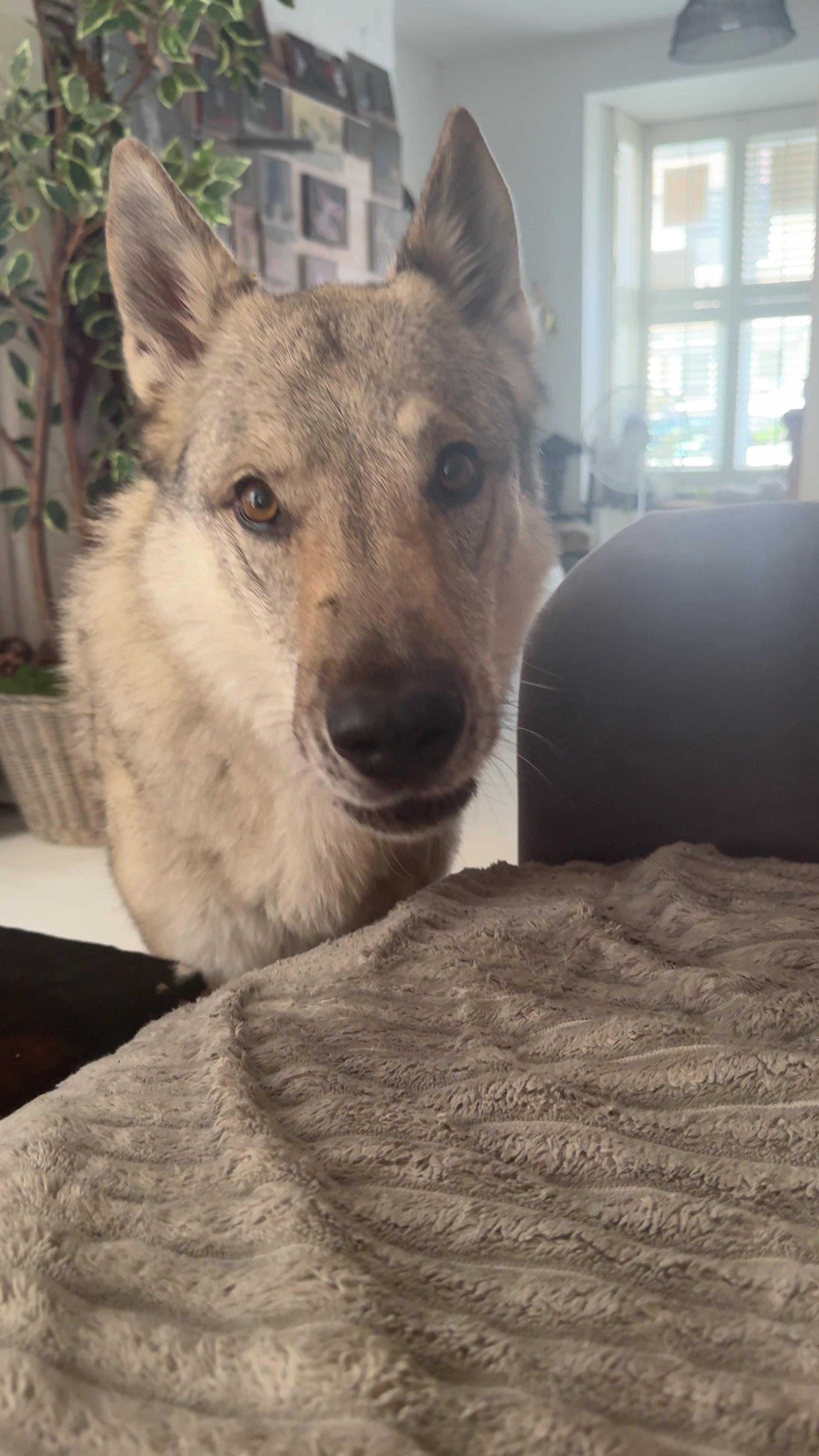 @Warwicks Wolfdog