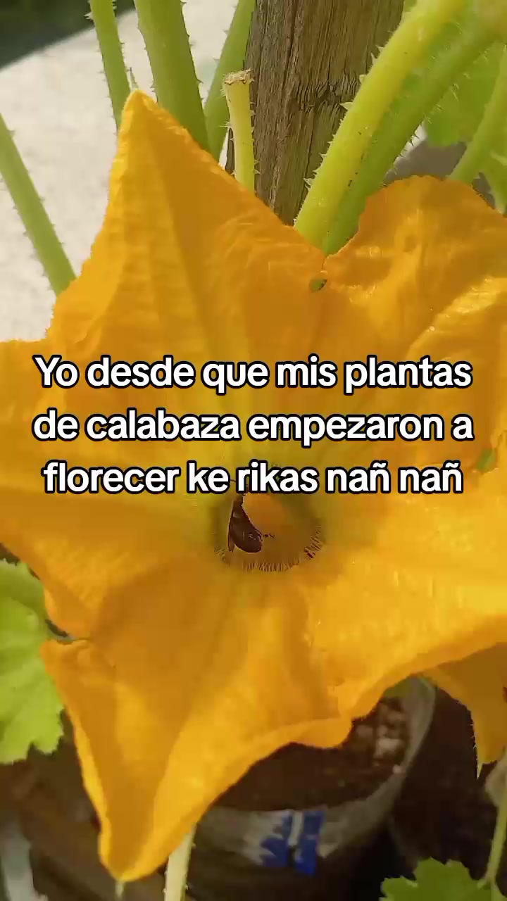 @El mechas