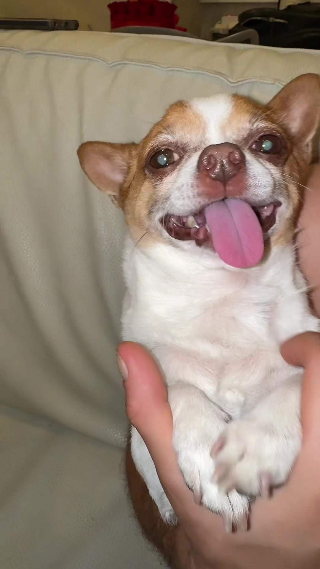 @Ninja_chihuahua