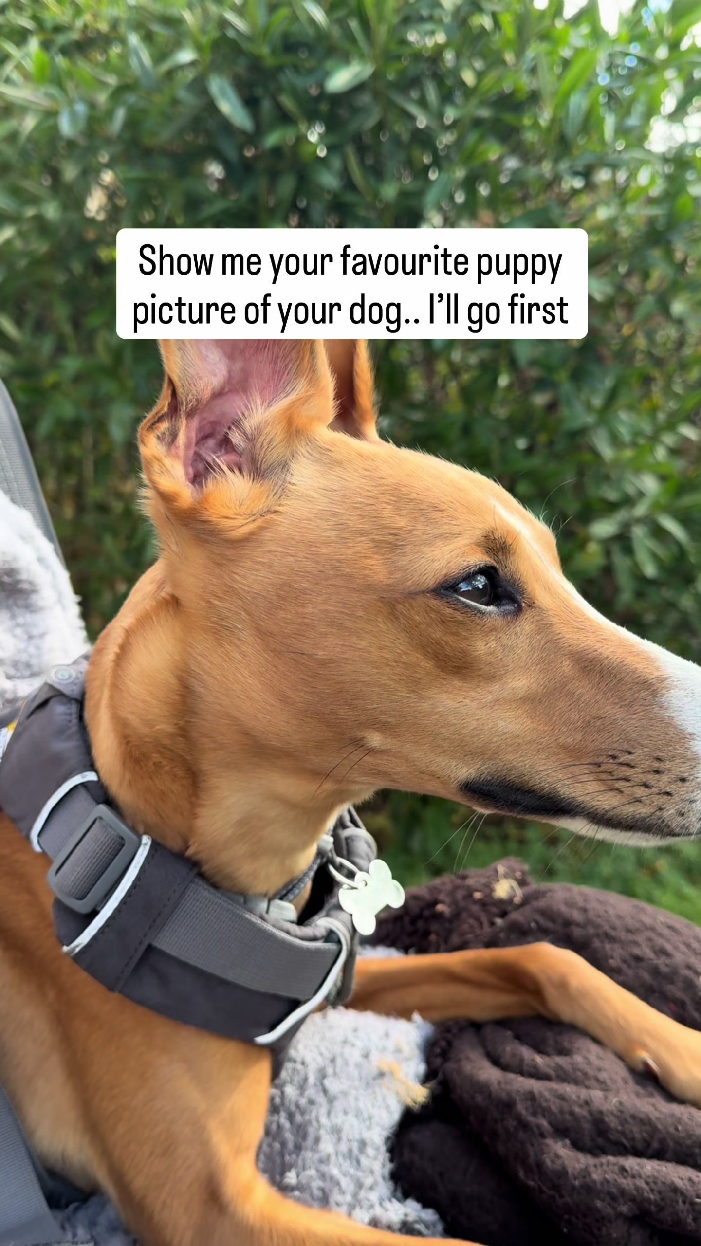 @Sam and her whippet