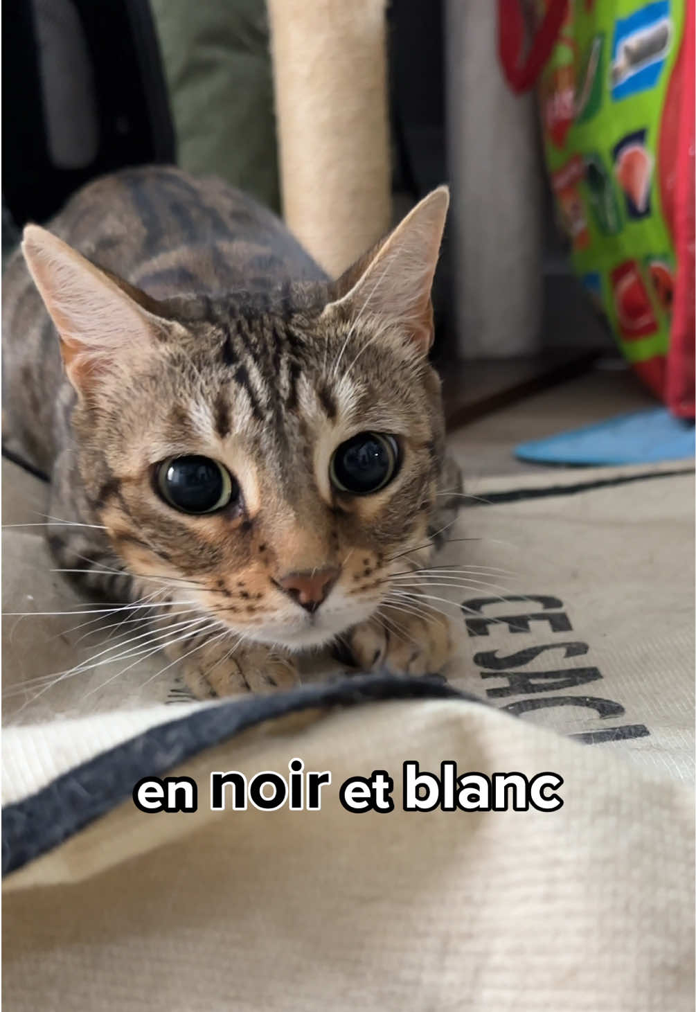 @Ricki the Bengal