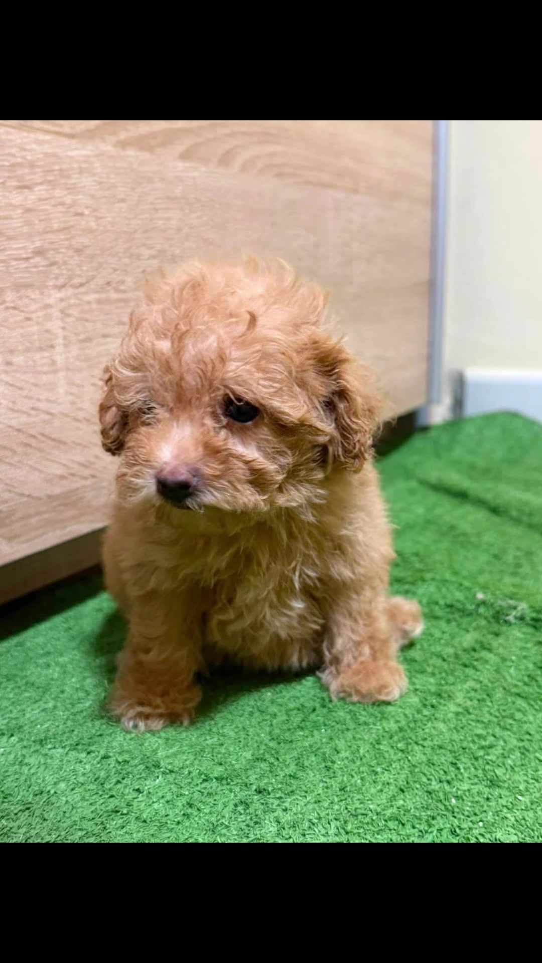 @Mascotas ,cachorritos bonitos