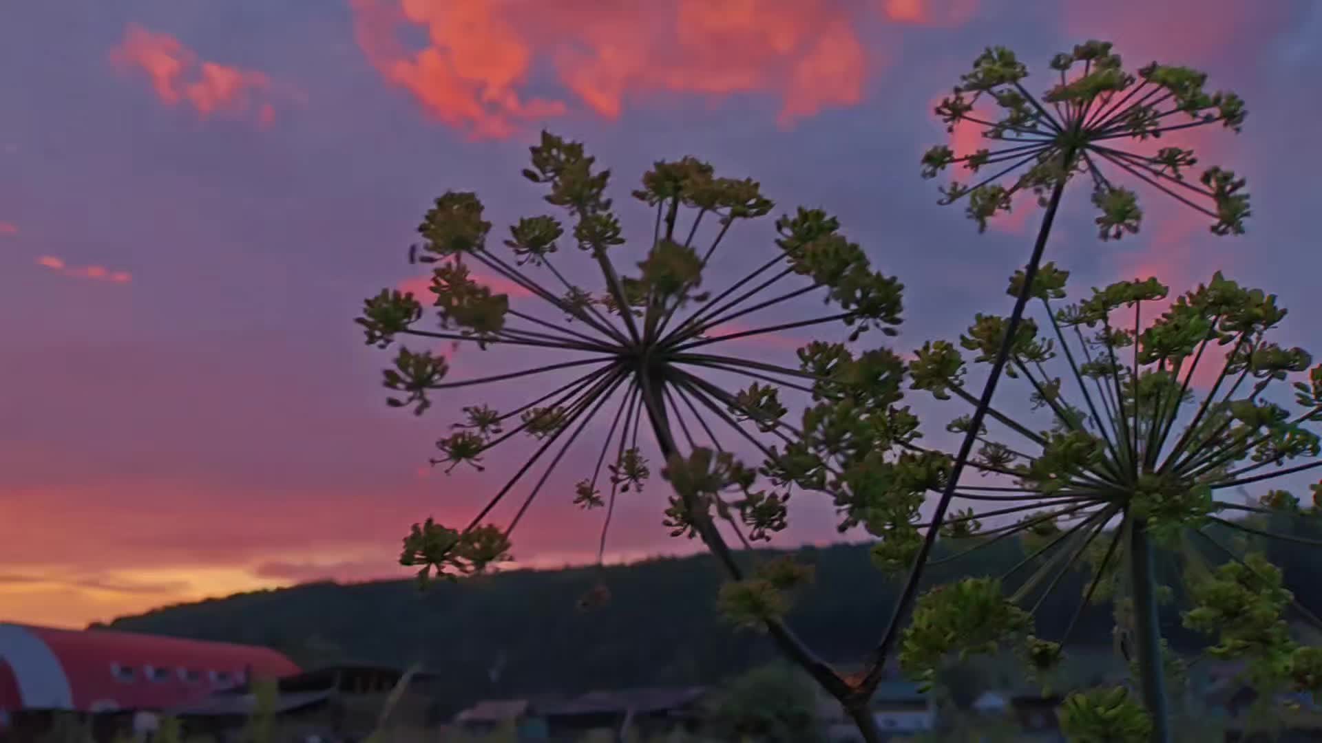 @ᛉSteve_Nybikᛉ
