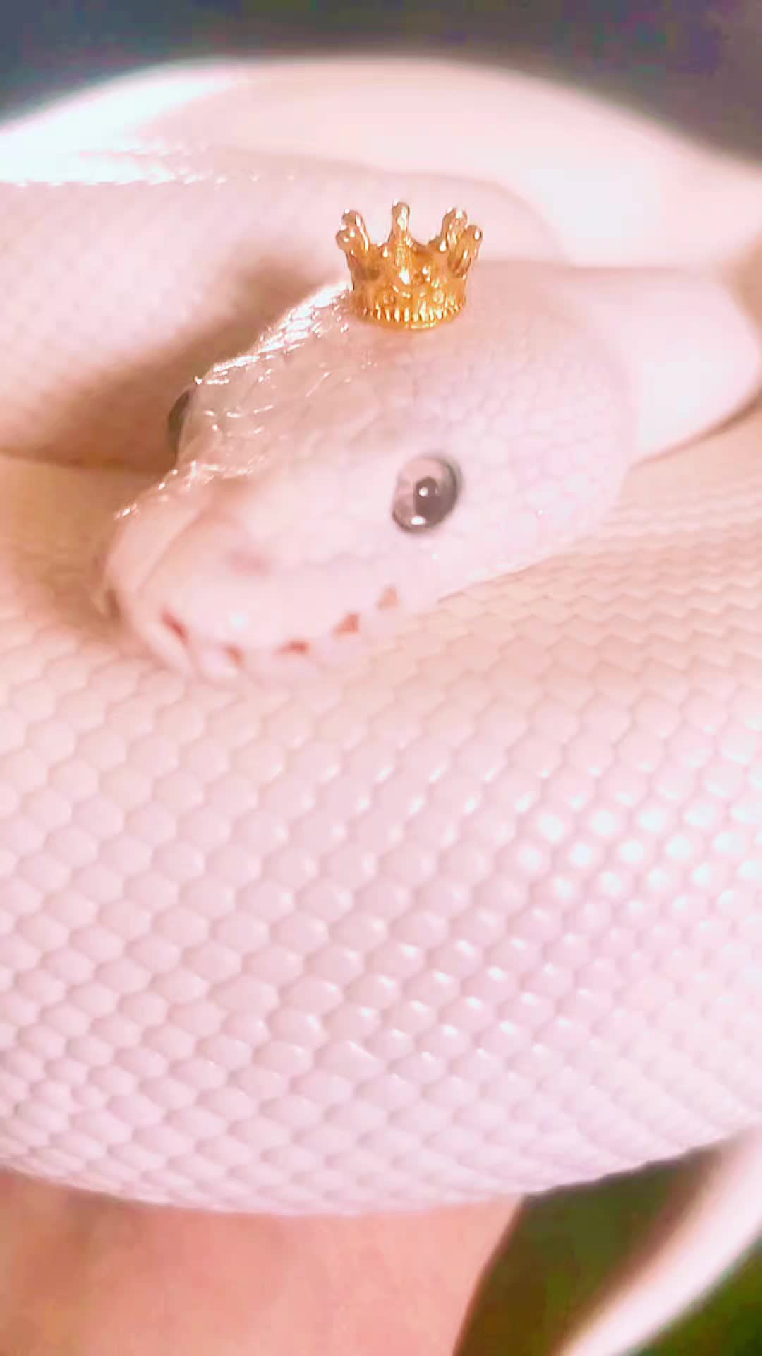 @#genxandherpets
