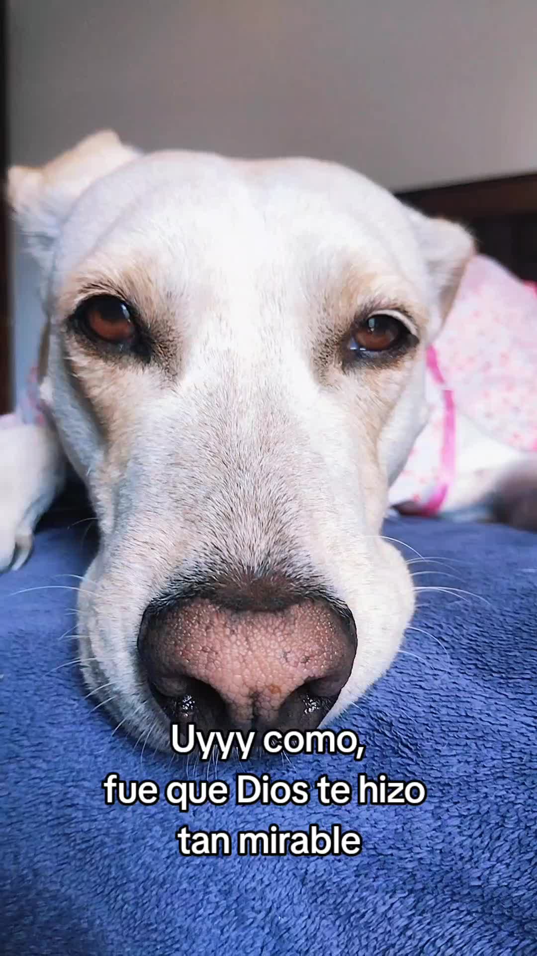 @winnie ❤🦮