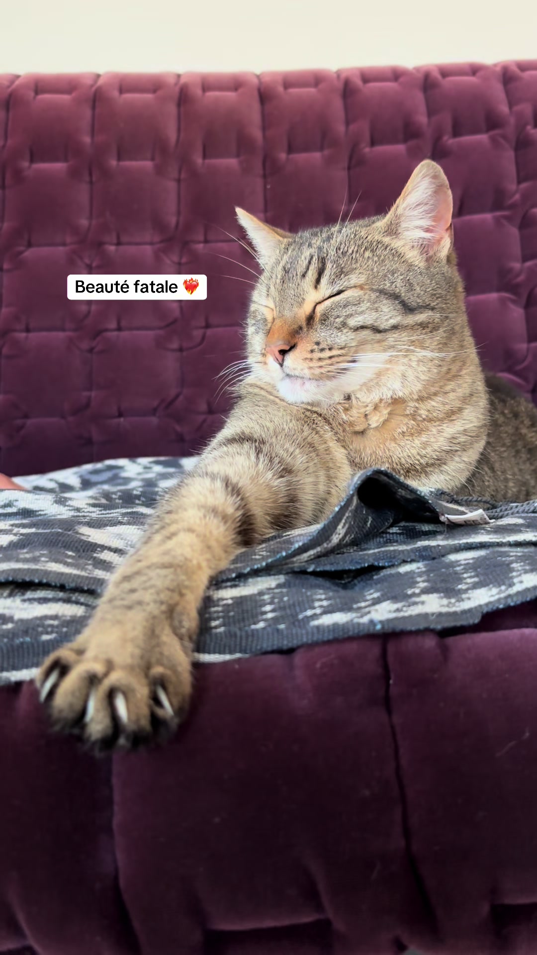 @Bulle la chatte 🐈