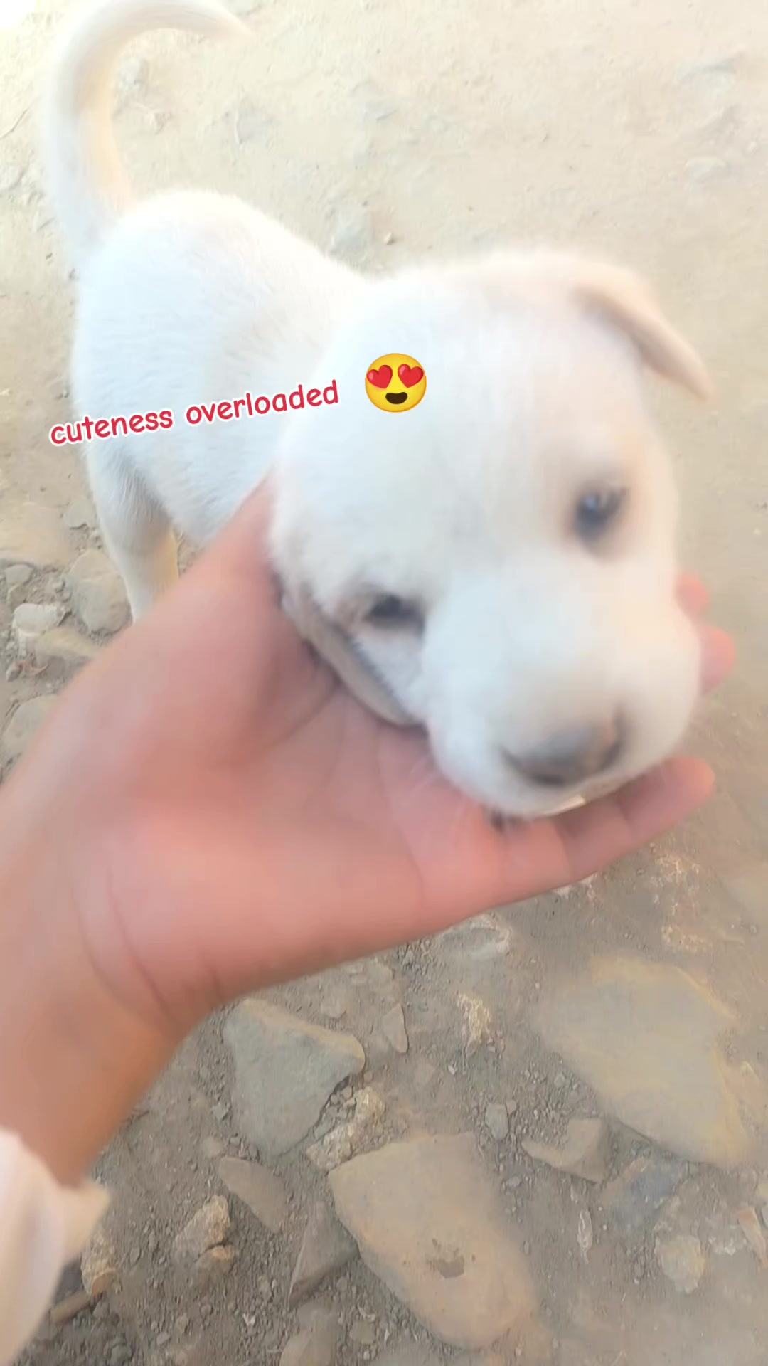 @B🌸