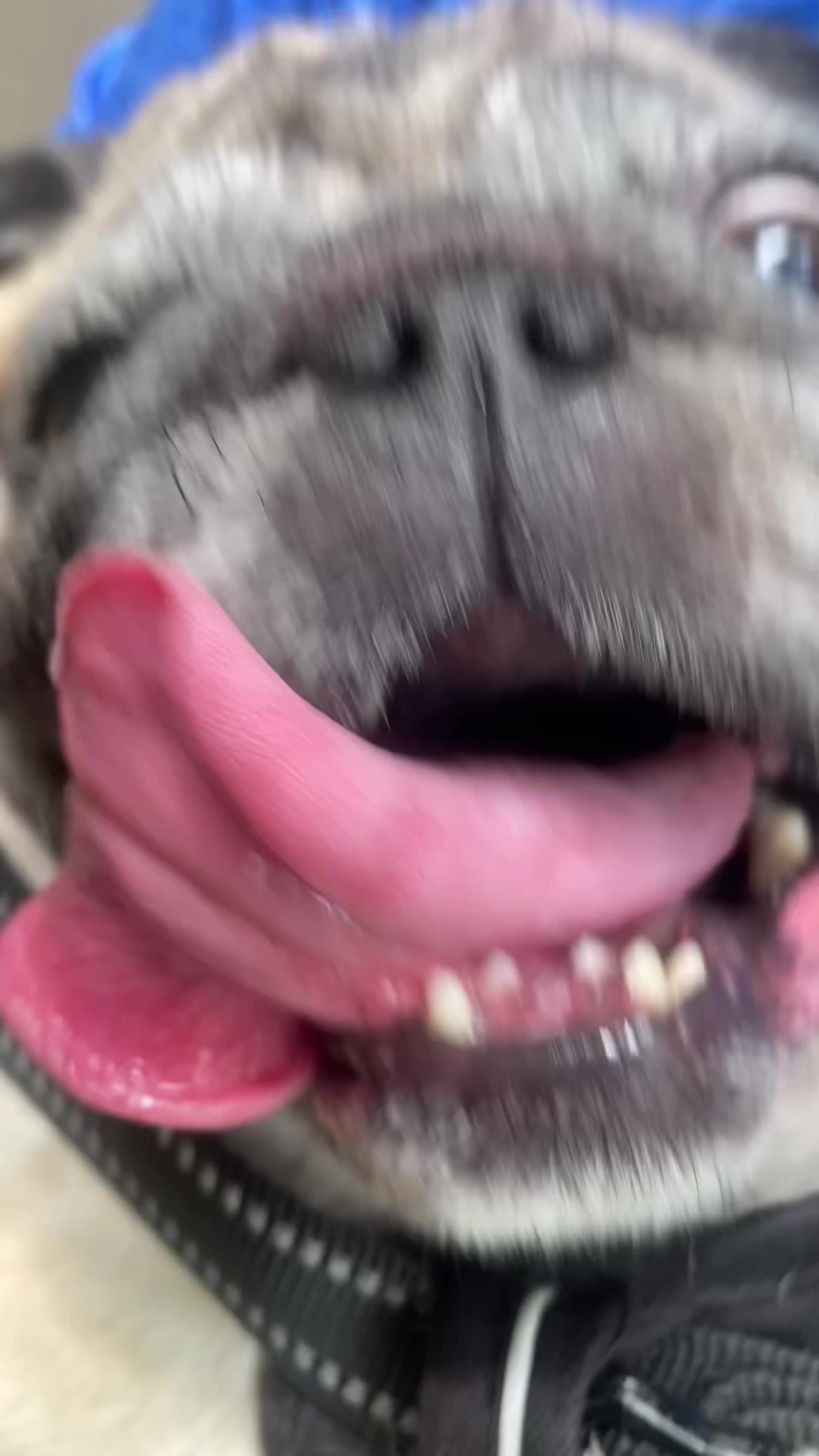 @pugloversuperhero