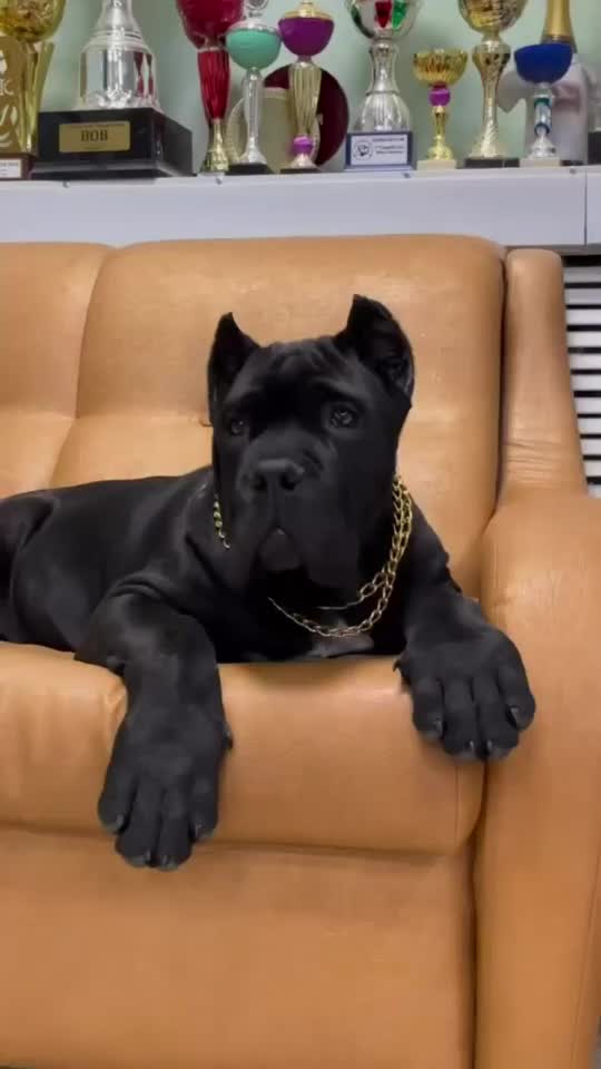 @Cane Corso For Adoption