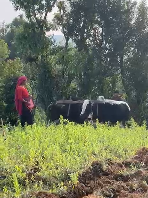 @❣️अर्काओ बुढी लभर