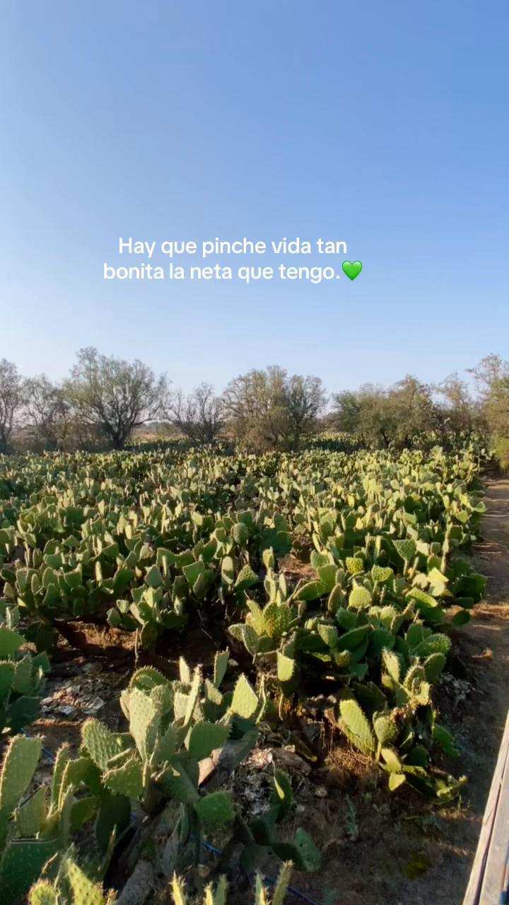 @M.V