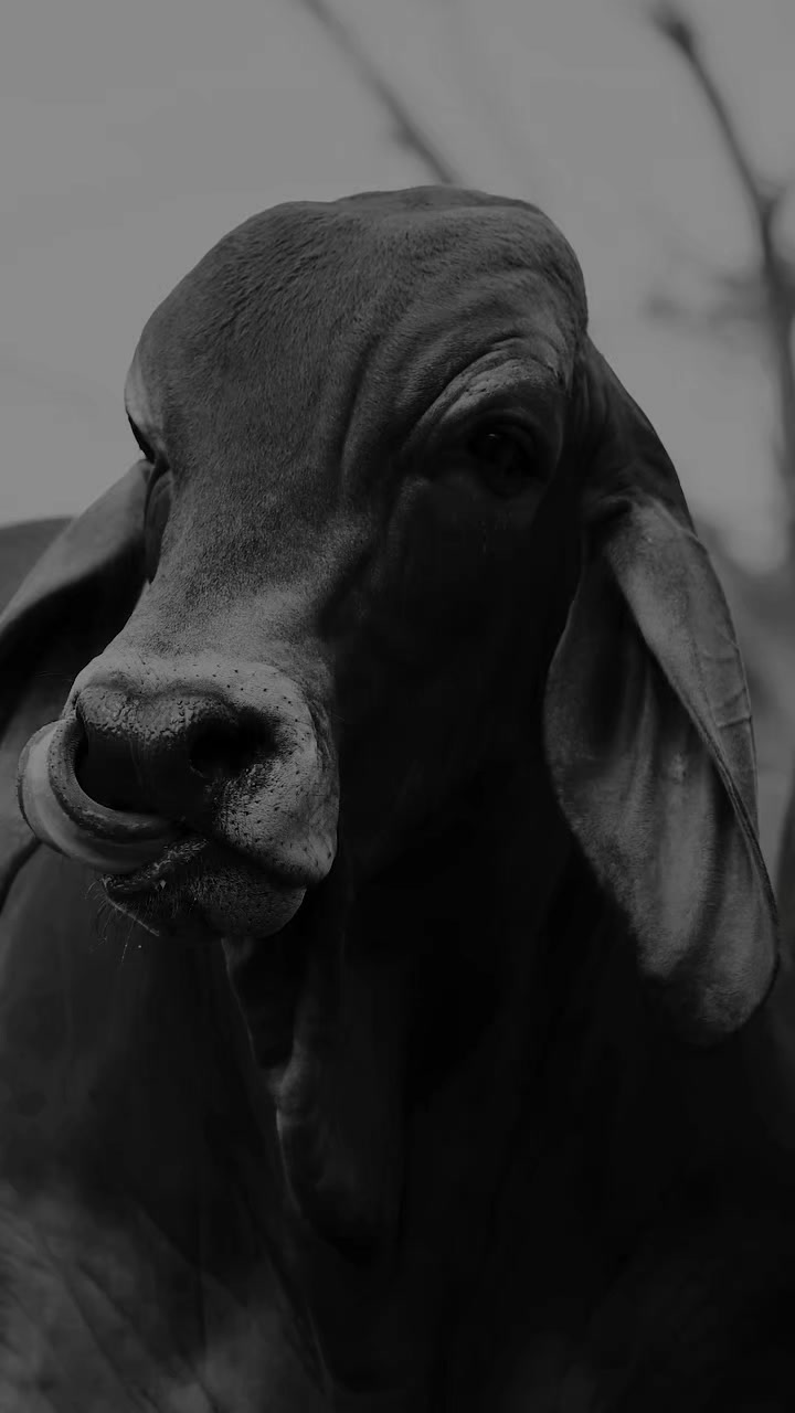 @Robin🐄🐄🤠🤠🐎🐎🇬🇹🇬🇹