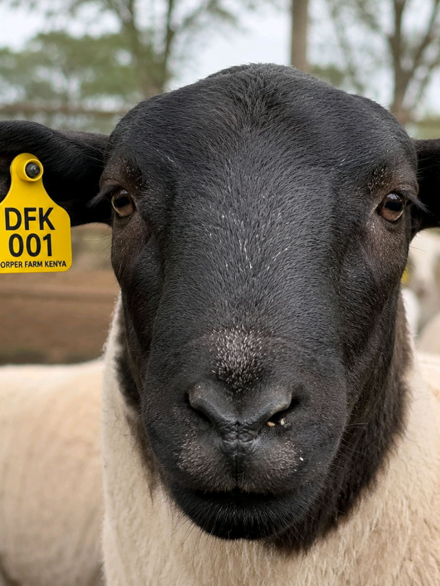 @DorperfarmsKE