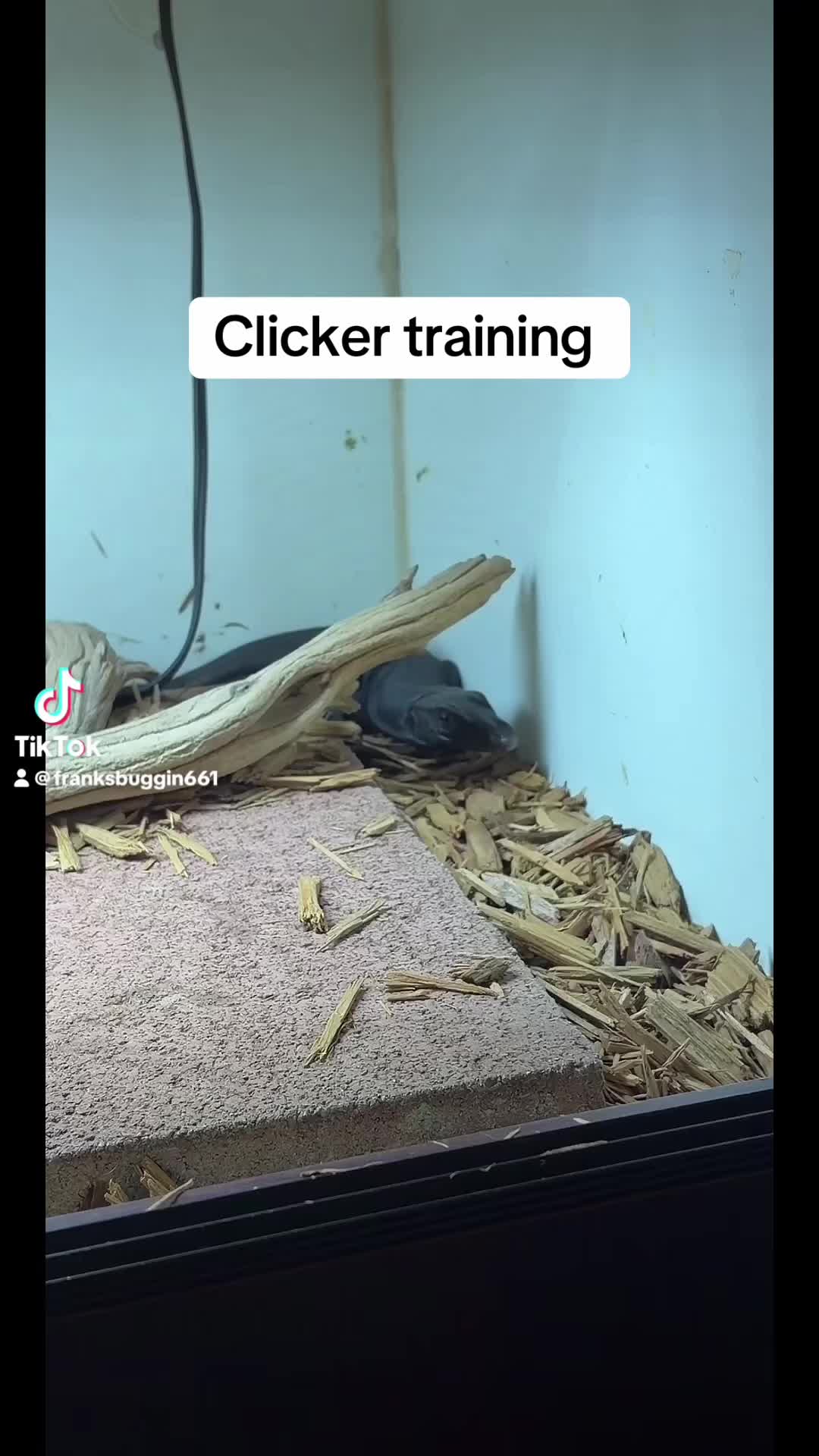@Franksbuggin611