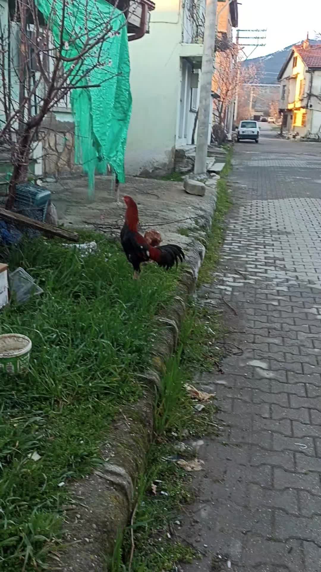 @muhammed Esad T&uuml;rkkan