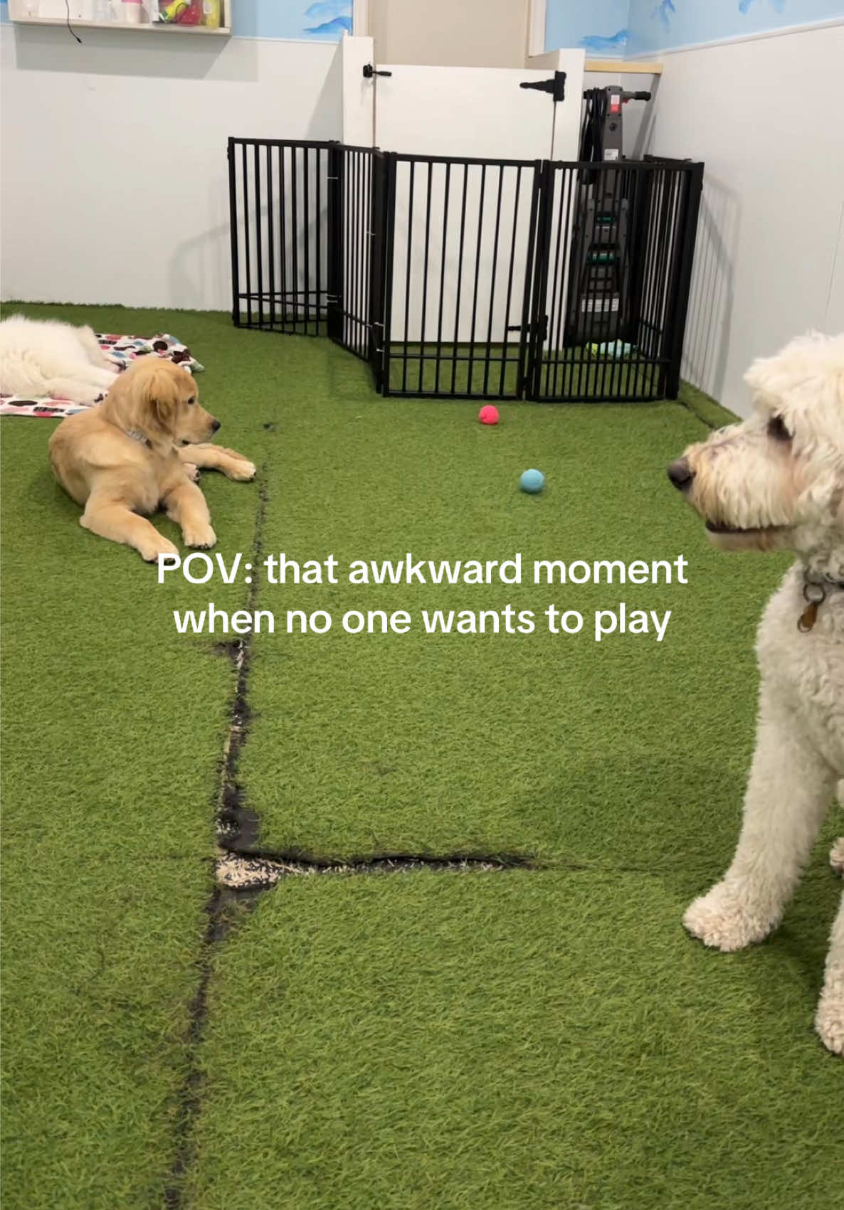@Camp Canine