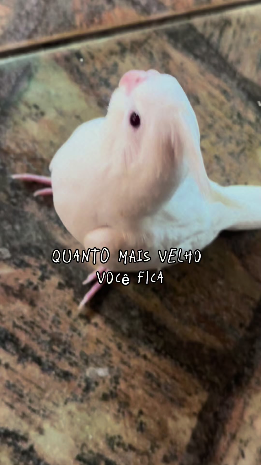 @🐤DICAS DA BINE PARA MULHERES