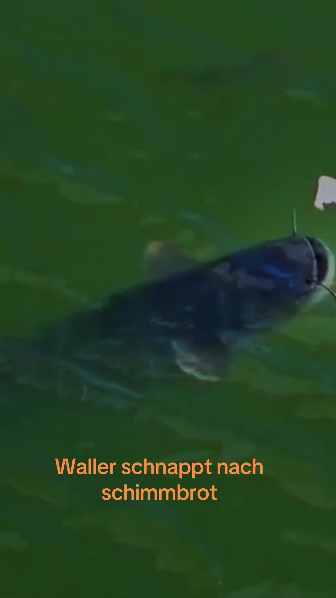 @Wildboy🎣🔥 European Monster