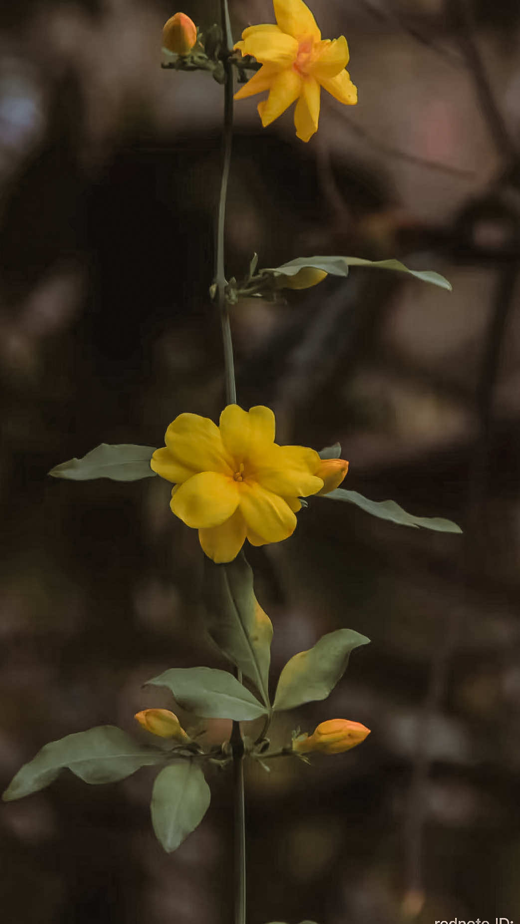 @𝑻𝒂̂𝒏 𝑻𝒉𝒊