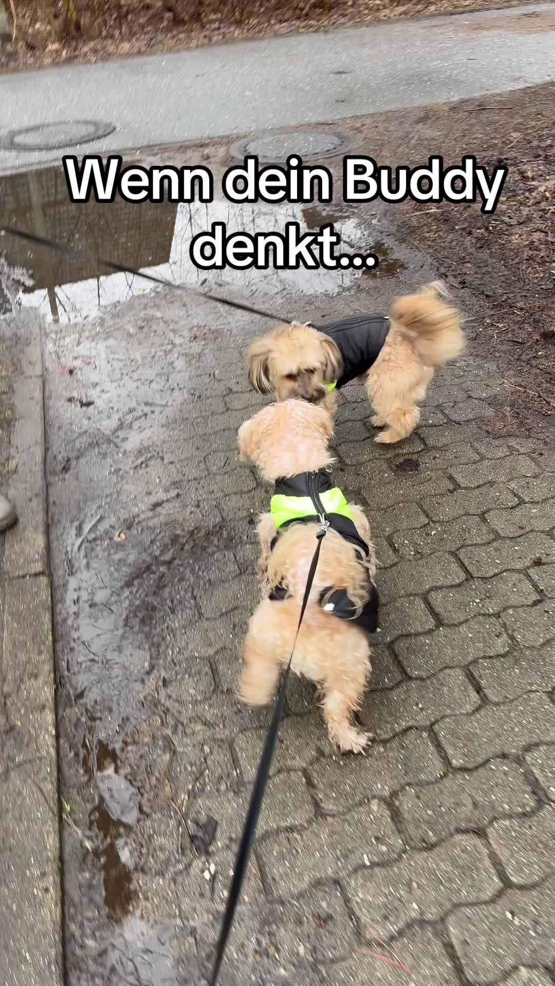 @DogMilow