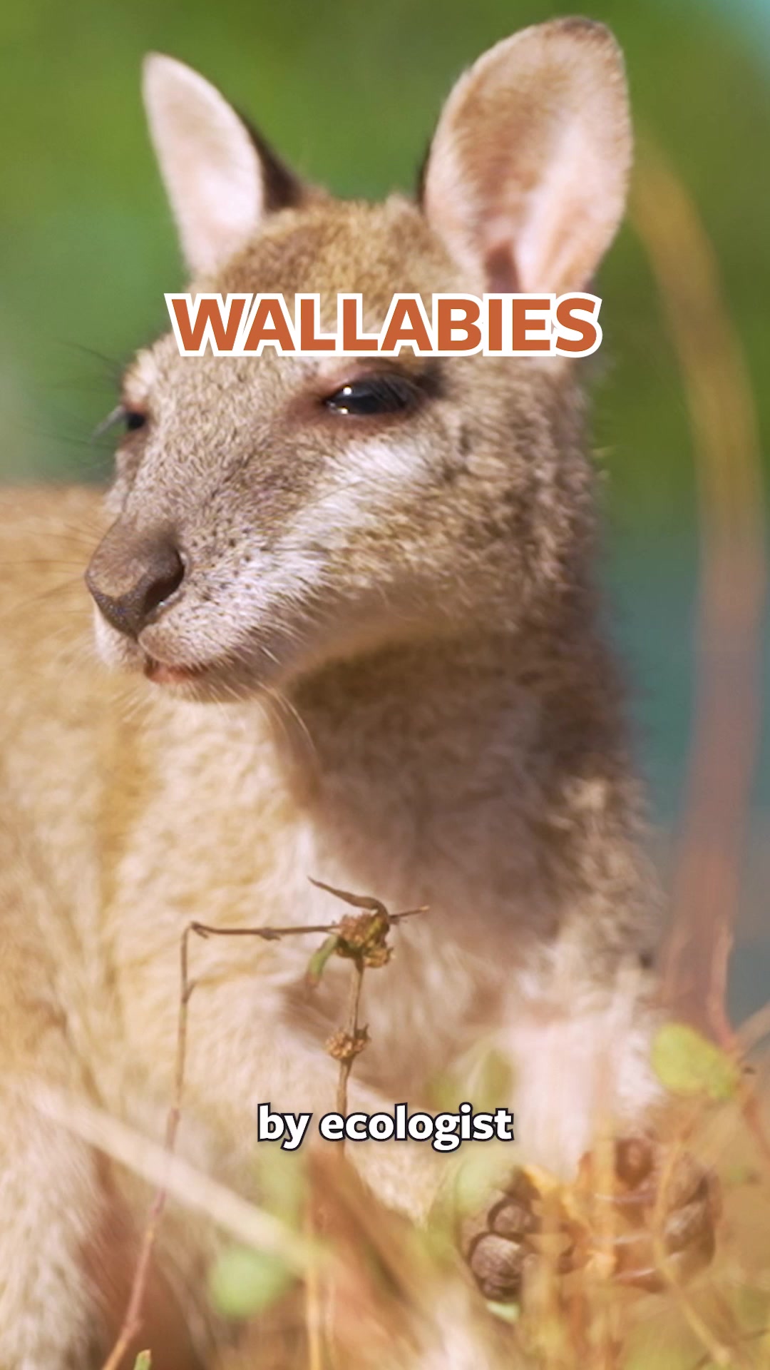 @Mutual of Omaha's Wild Kingdom