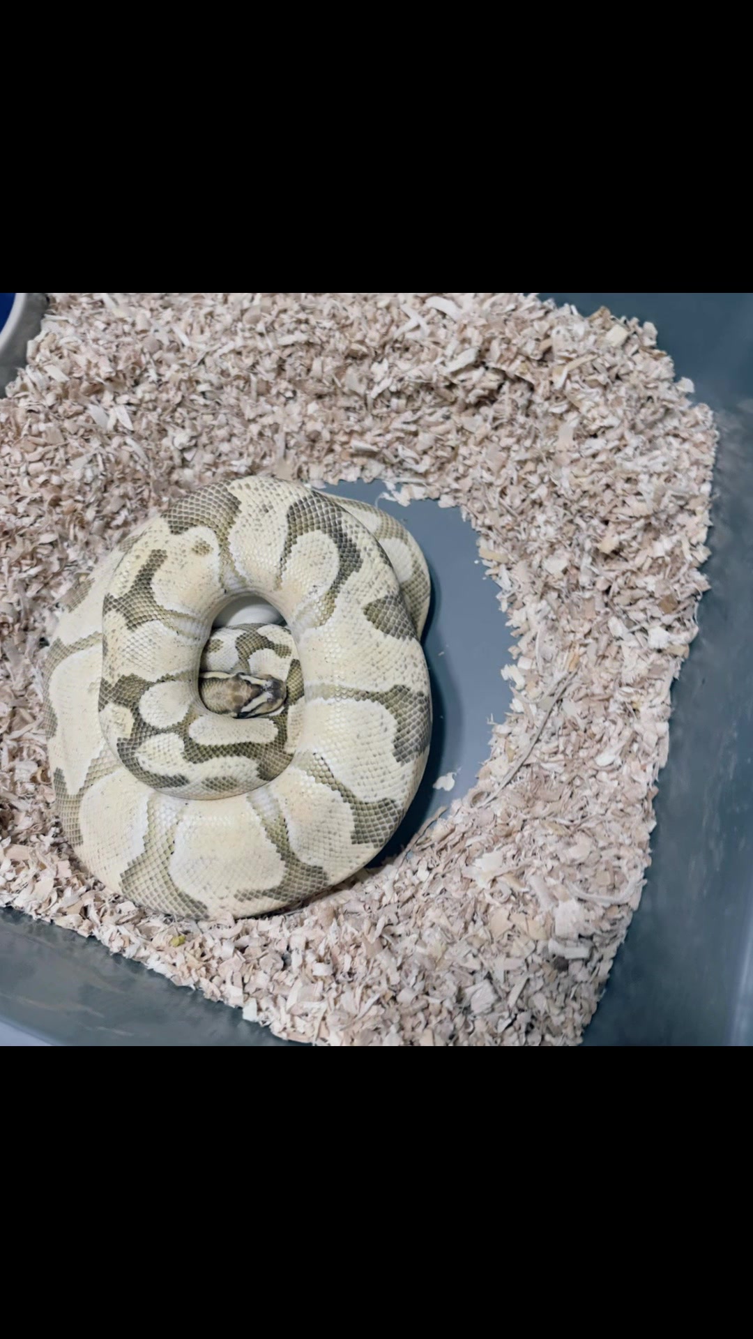 @Sallevallesnakes (jose)