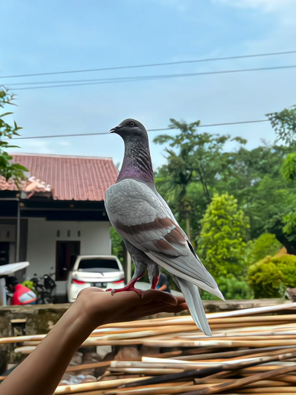 @SenggonoBf.