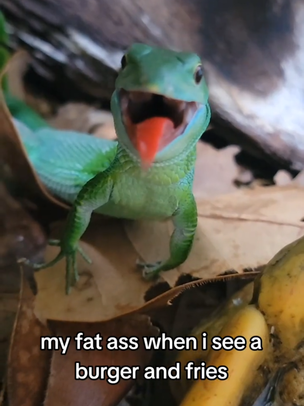 @bobaboa