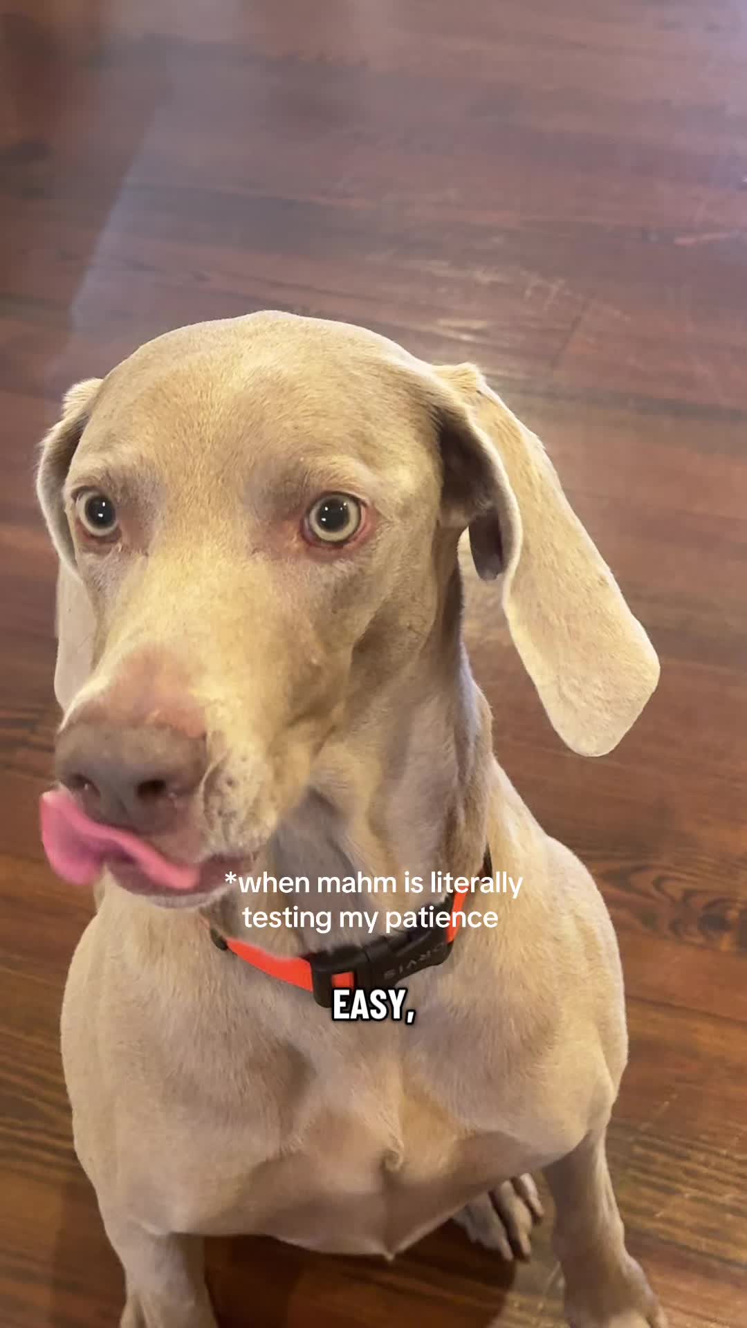 @Zoey the Weim