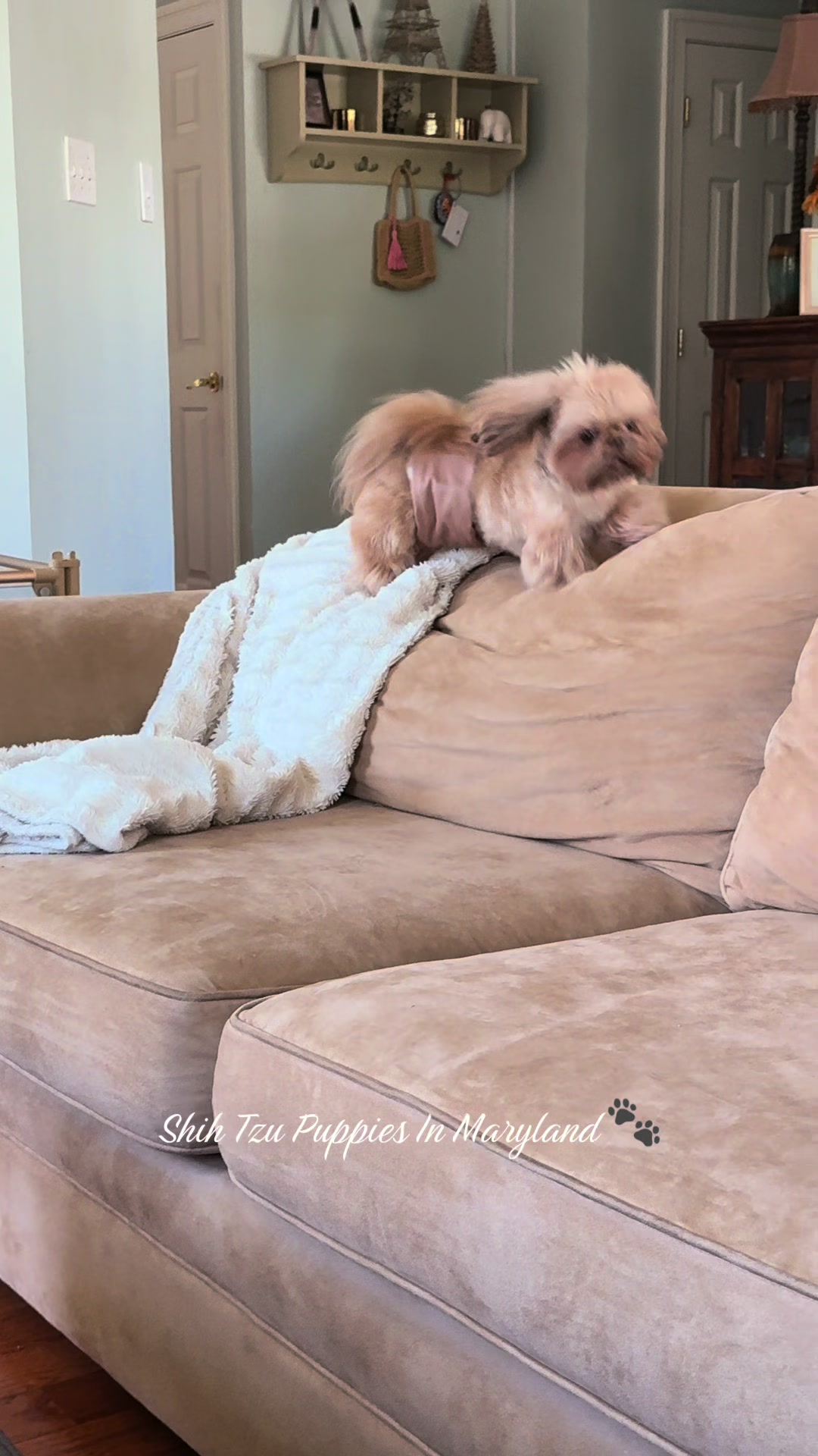 @Shih Tzu Puppies in Maryland