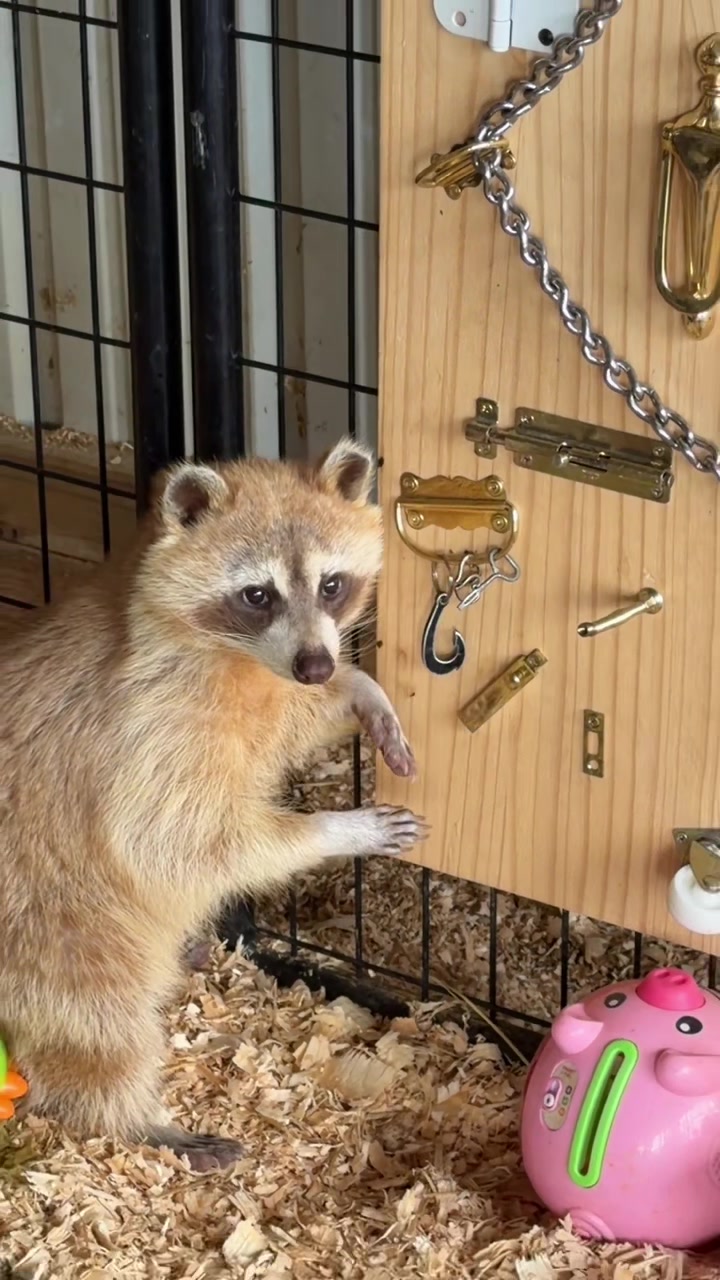 @BushBabyTheRaccoon