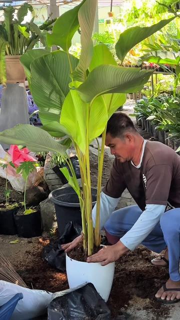 @BM-JOV GARDEN CENTER
