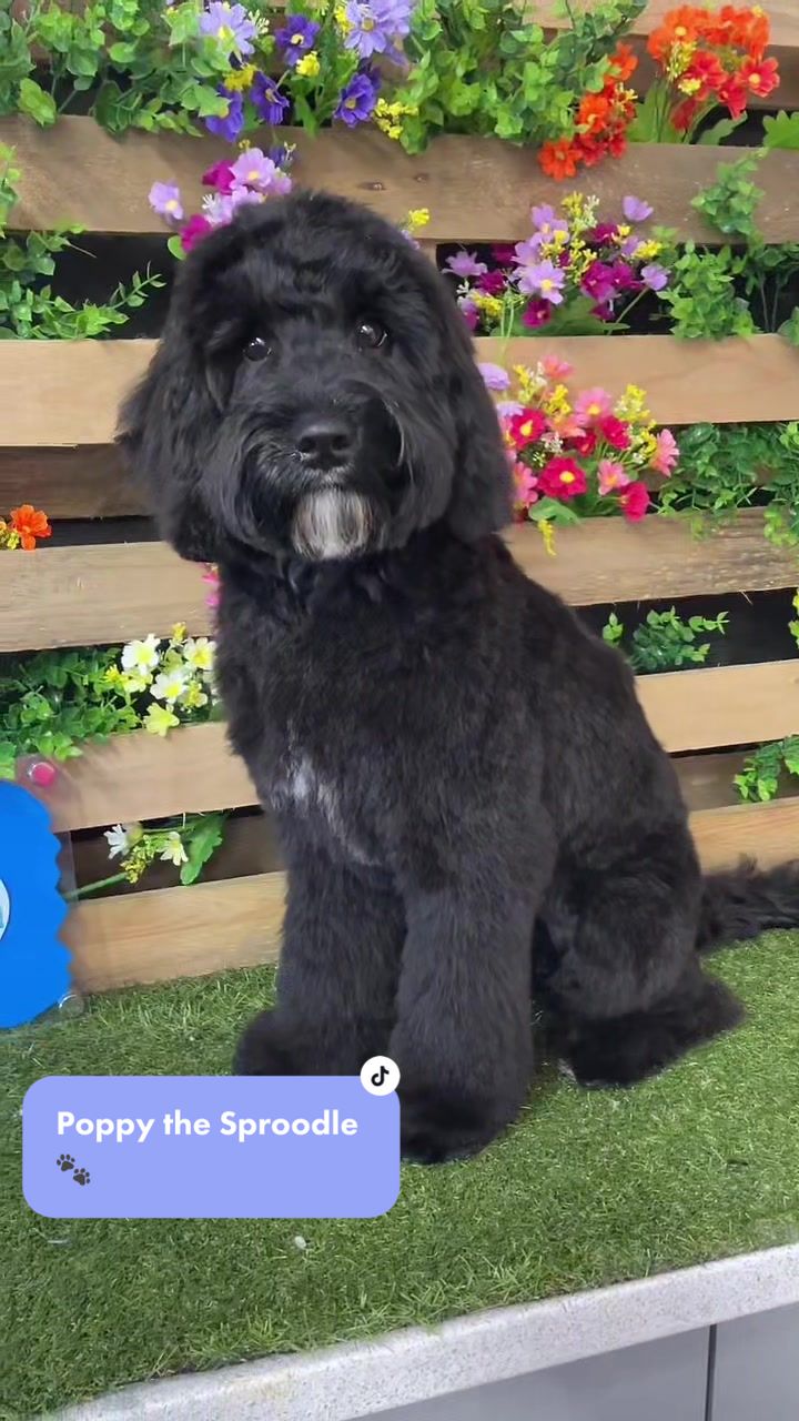 @madeleinesdoggrooming