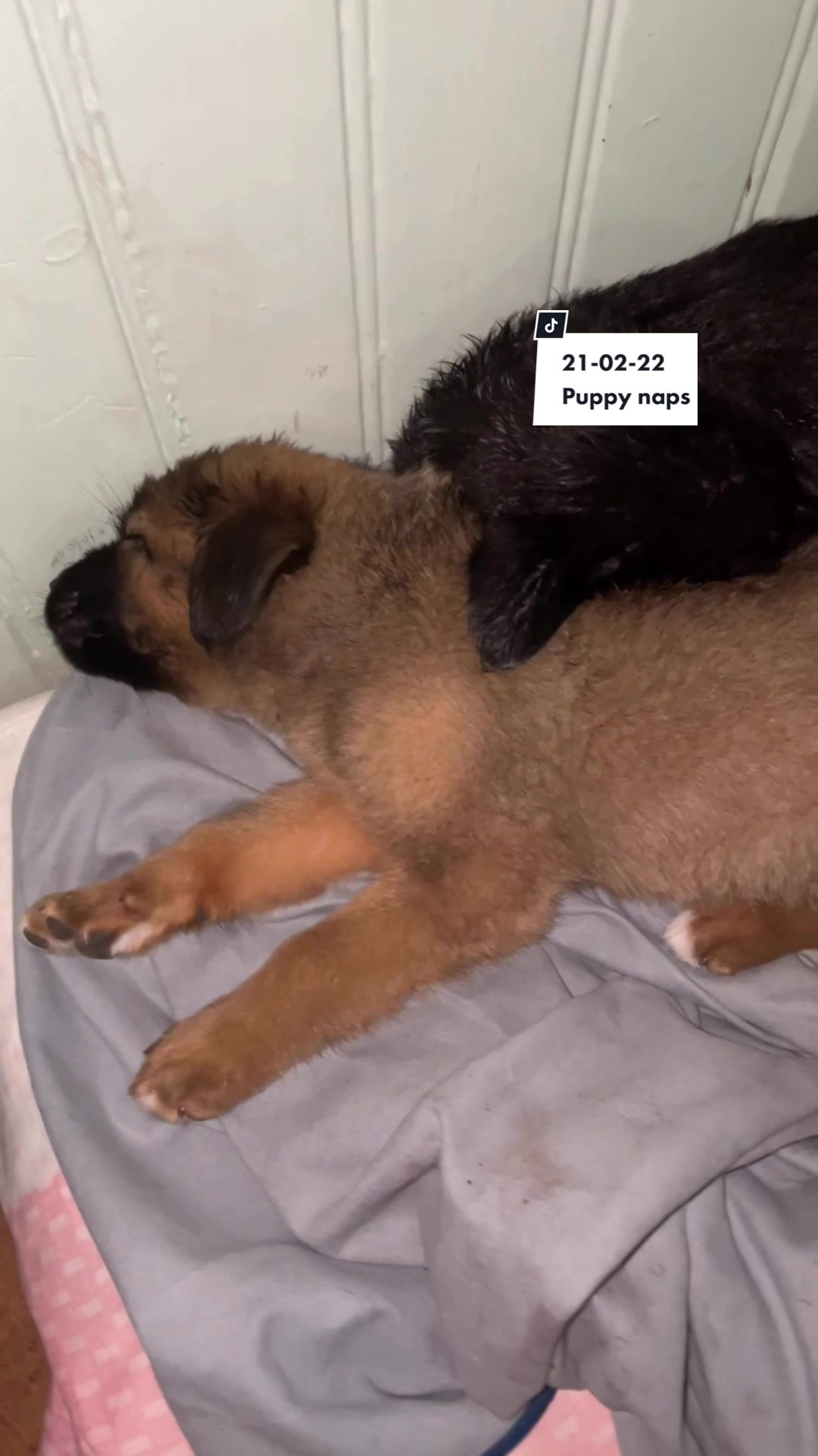 @Rescued stray dog and puppy’s