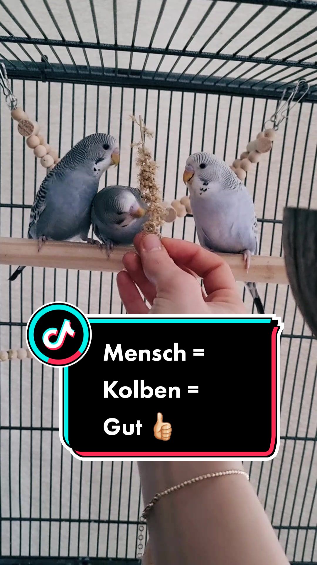 @Cing&ouml;z & Friends
