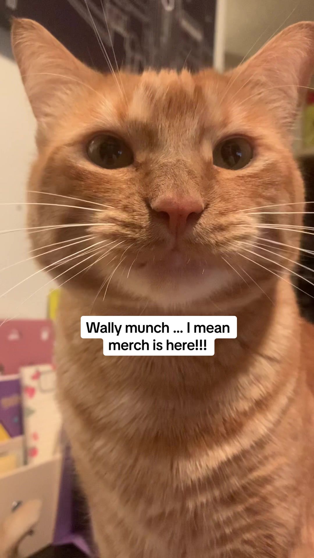 @diycatgeek (Wally & Howl)