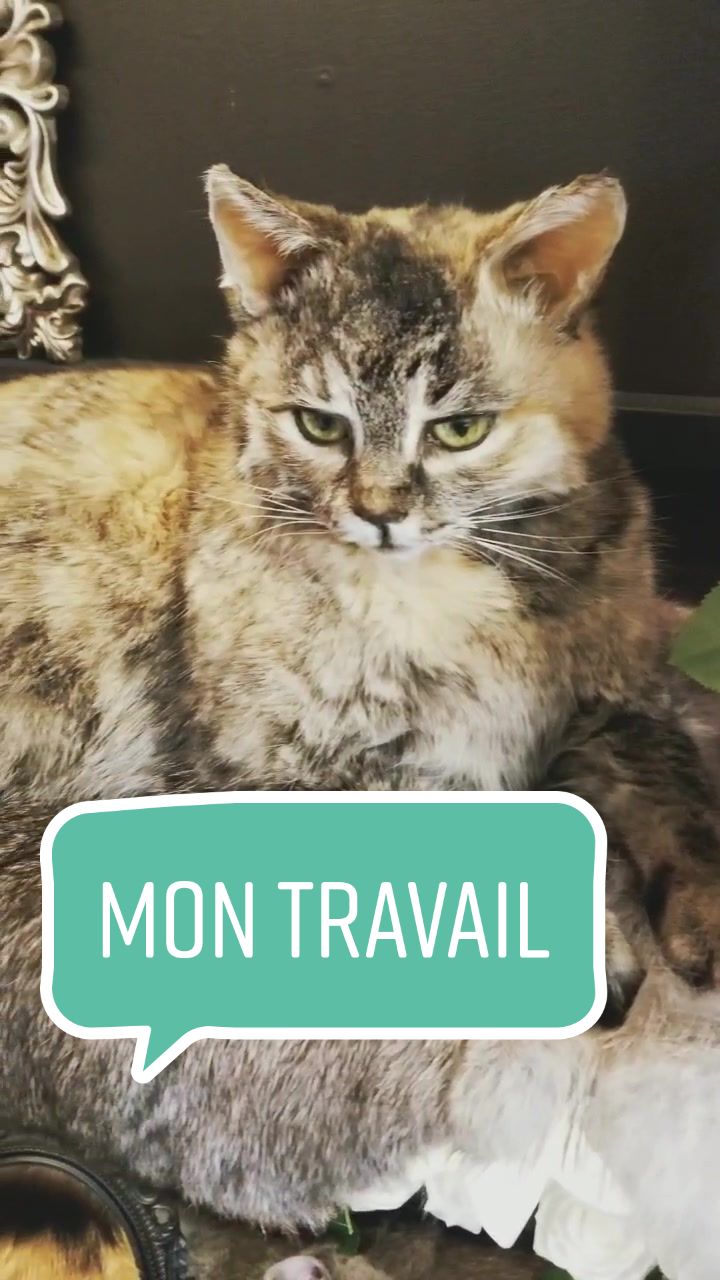 @May la taxidermiste 🇨🇦