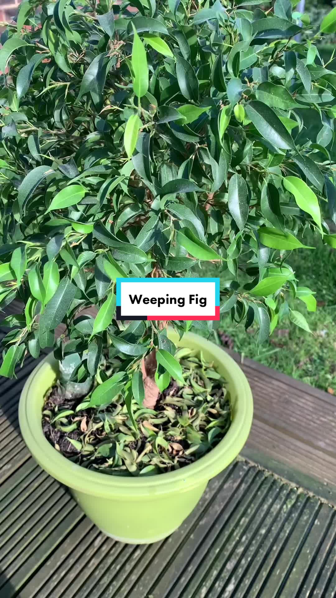 @Plant!U