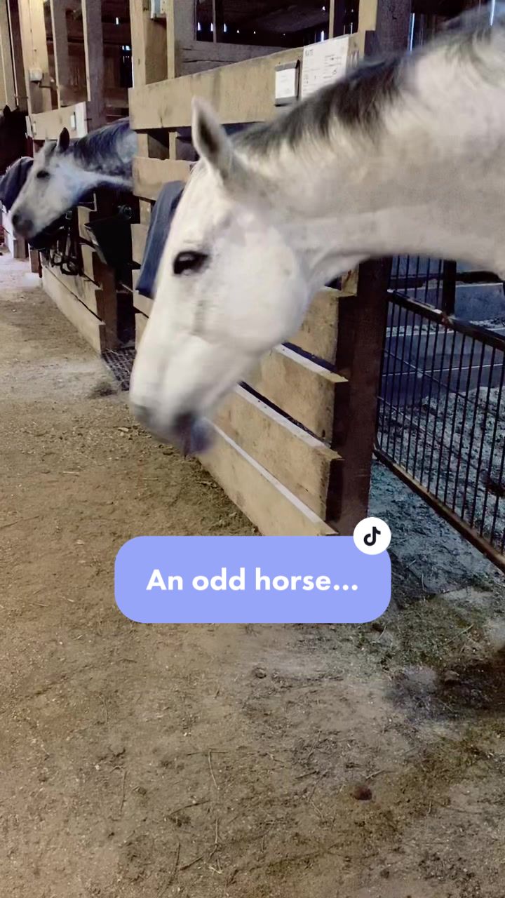 @TheChoiceEquestrian