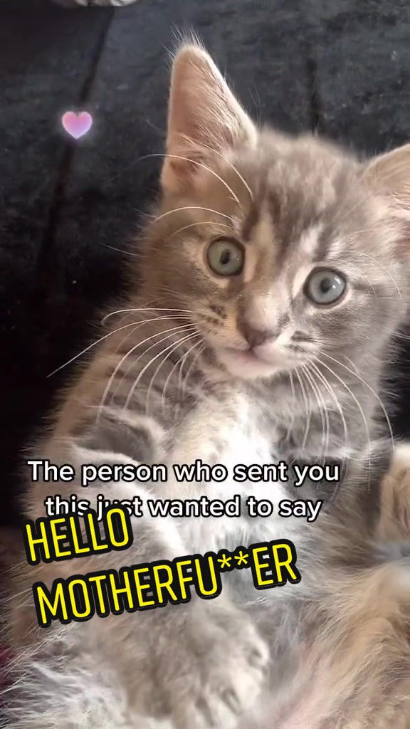 @Miracle Kittens