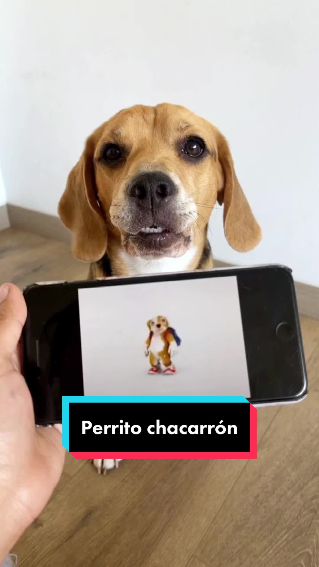 @Jake el perro