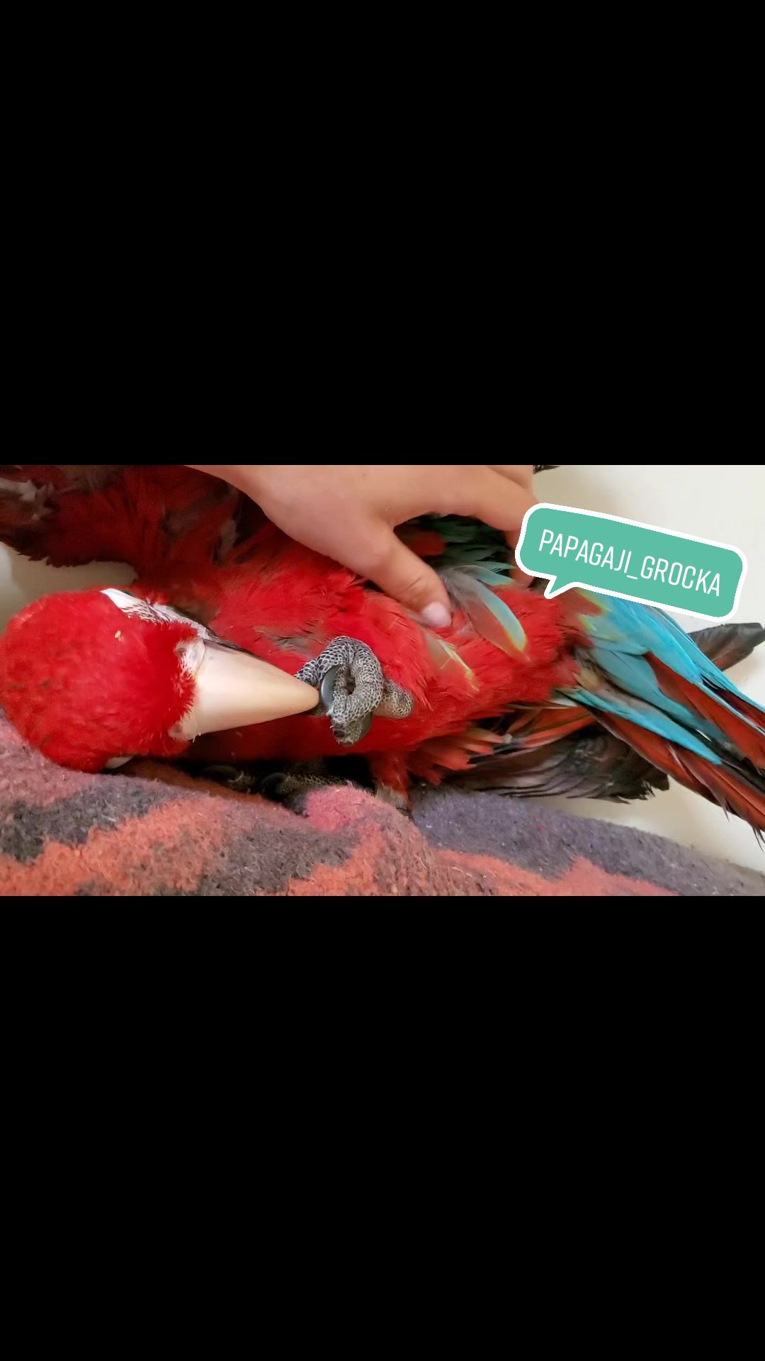 @Diksachioo