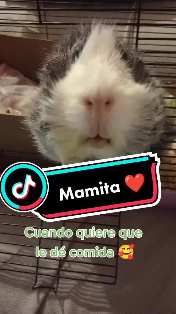@elratón